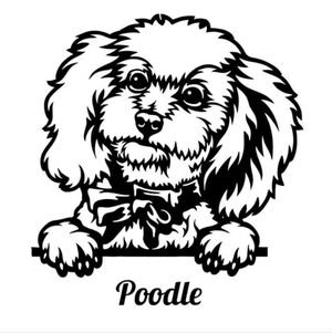 Poodle Dog‎ Animal Vinyl Graphic Auto Laptop Car Wall Decor Decal Bumper Sticker